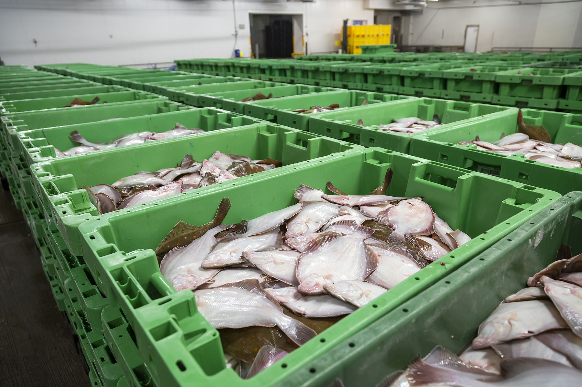 Fiskeauktion 15A4035 Web