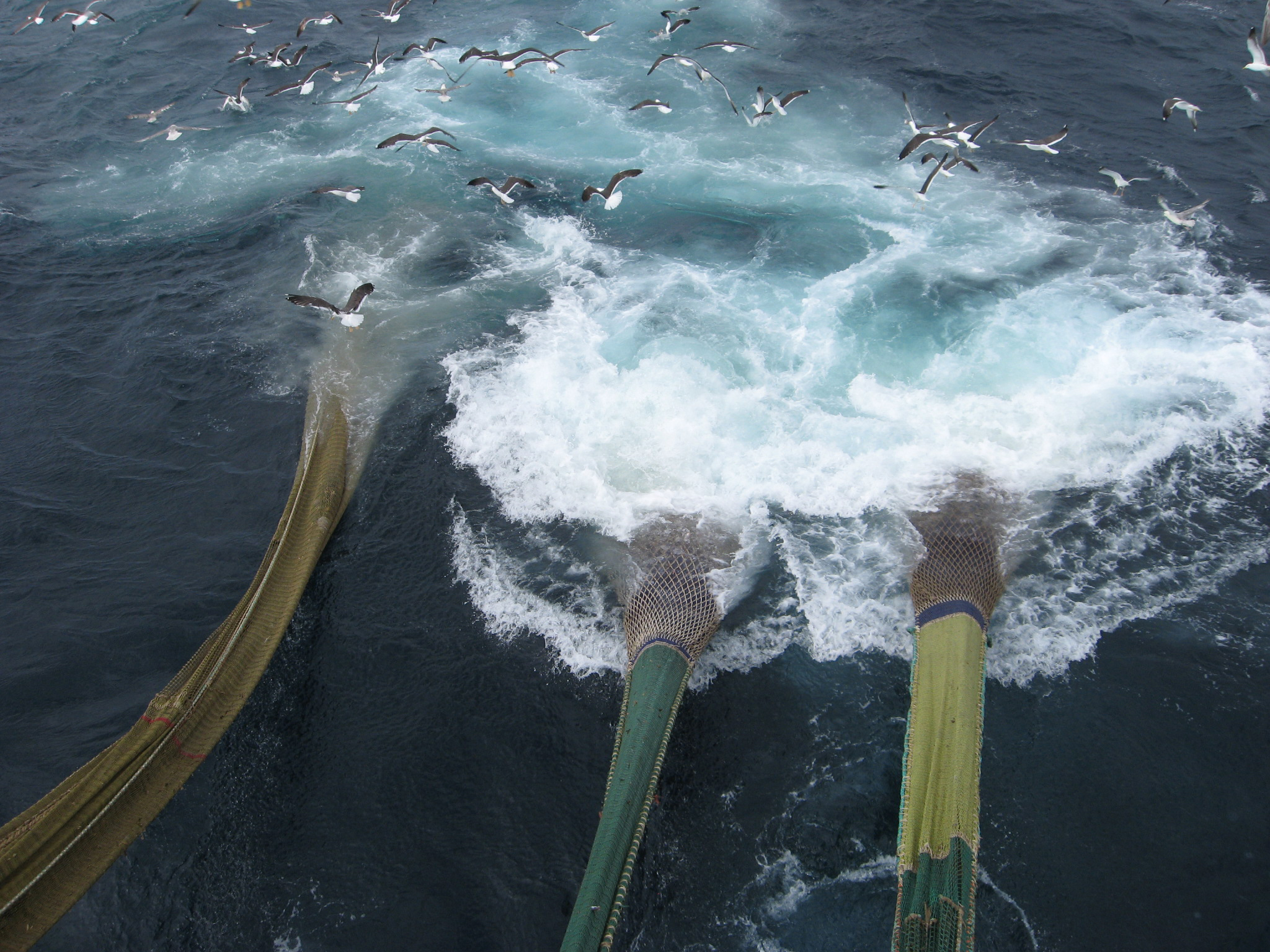 Nordsoetrawl Twin Trawl 1393 Multi Trawl Web