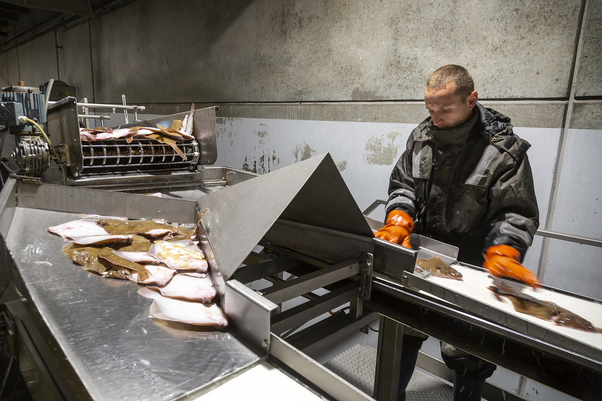 Fiskeauktion 15A4057 Web
