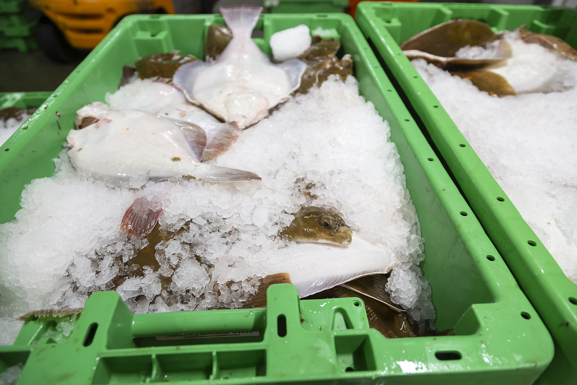 Fiskeauktion 15A4028 Web