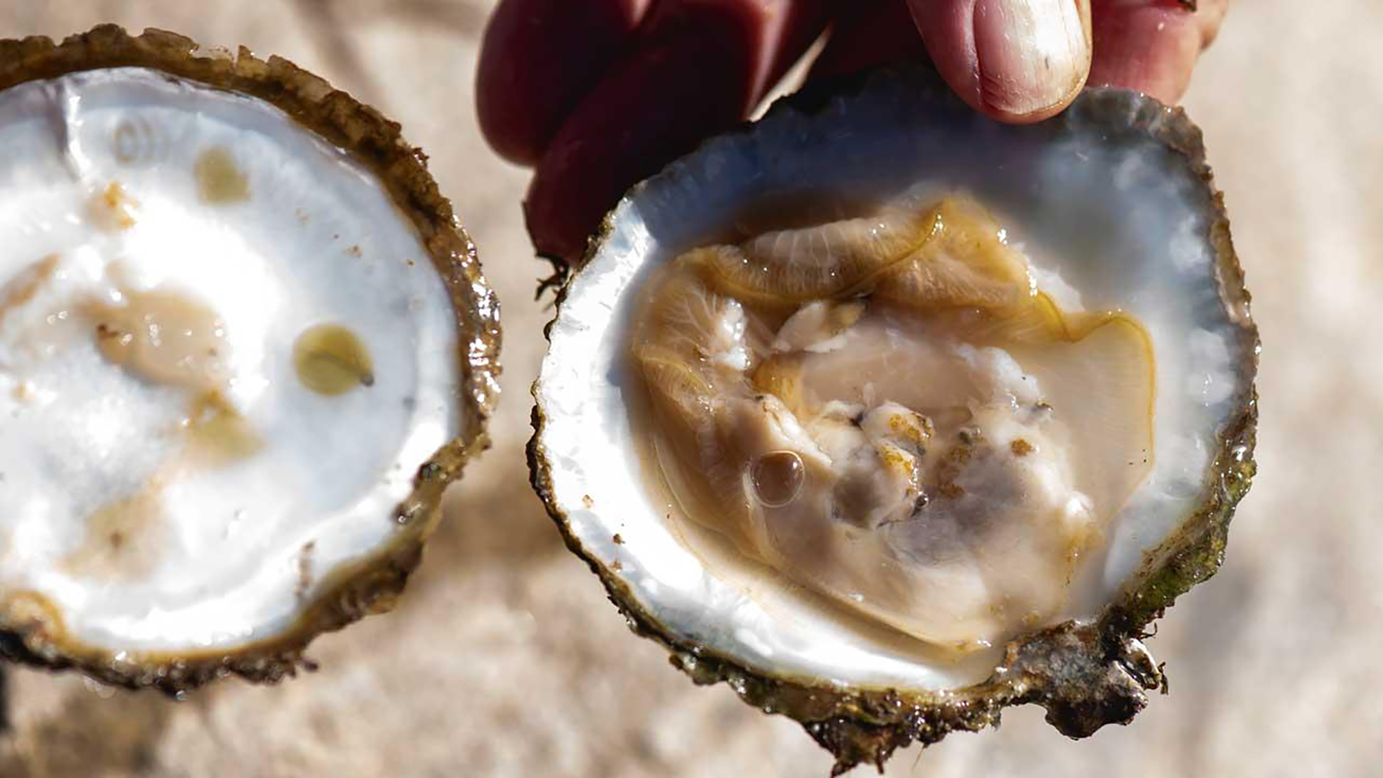 Oesters Web