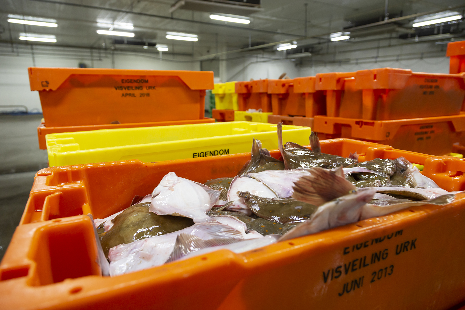 Fiskeauktion 15A4032 Web
